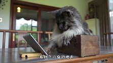 爱看猫和老鼠的猫咪，聚精会神的样子太萌了，猫咪：咋进去的