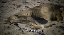 为什么狮子老了会被“生生饿死”，老虎却不会？原因让人心疼！
