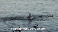 毒蛇杀死整窝兔宝宝，母兔回来后直接疯了，誓要杀蛇报仇雪恨！