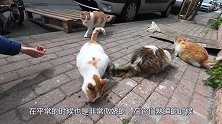 主人拉扯熟睡的猫咪，猫咪的反应，够我笑一年了！