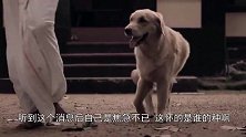 金毛意外怀孕生了小崽，主人看到小金毛一下子明白了，肚子都笑痛