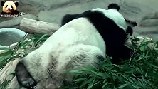 熊猫思嘉五体投地式睡姿，画风慵懒治愈人心