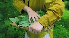 鹿碗儿：灰灰菜，凉拌很好吃