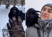 俄罗斯男子展示宠物乌鸦聪明表现 能听懂30种指令