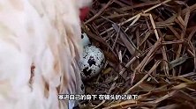 主人脑洞大开，往鸡窝里塞鹌鹑蛋，母鸡的反应超有爱