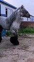 近日，网友上传的一匹马因造型高大雄壮走红网络。据了解，该马为佩尔什马，产自比利时，是一匹6岁公马。