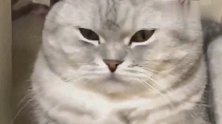 天气冷了，猫猫都开始揣手手了！