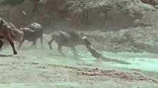 斑马群过河，其中一只不慎被鳄鱼咬住尾巴，结局令人意外