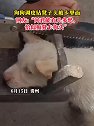 贵州：狗狗调皮钻凳子头被卡里面