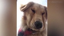 狗狗是快睡着了吧，眼睛都睁不动了，真是委屈极了！
