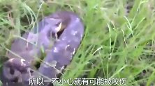 “蛇类煞星”过山风，百毒不侵，其它蛇都不是它对手