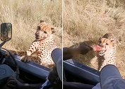 纳米比亚一猎豹跳上游览车讨食，导游拿出一块肉将其哄走