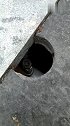 猫：我来看看这下面有没好吃的！