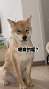 豌豆声明：本狗无不良嗜好，哪来的黑眼圈呢？柴犬 萌宠