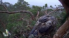 眼瞅着又要下雪了，鹰妈趴窝将蛋好好保护起来