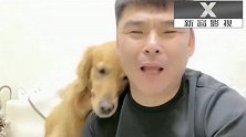金毛妞妞就是个粘人精，总把头放在妞爸肩膀上，真不把自己当狗了