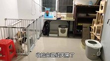 猫咪们独享一间大屋子是种什么体验？狸花猫被吓得躲在妈妈怀里