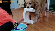主人刷鞋，金毛拿板凳和刷子给主人，真是个会心疼人的毛孩子