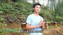 蜜蜂没有王台，没有蜂王要怎么分蜂，养蜂人教你一招，轻松搞定