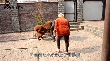 藏獒挑衅过路男子，当男子拿出自己的宠物，藏獒低头再也不敢出声