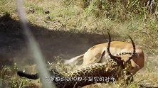 大鸟遭遇豹子的埋伏，敏捷与速度的碰撞，场面还真是壮观