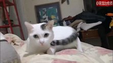 猫咪趴在主人的腿上，主人抖腿也赶不走它，猫：蹦迪嘛？