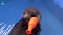 萌萌的小海獭学游泳，一边游还一边叫，简直是个小话痨了