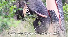 大象用嘴扒树皮，看上去很解压，网友：太惨了