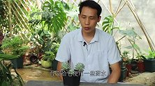 夏季给多肉防根腐，叶片化水，这一勺它最简单有效！