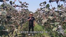 晚熟系列有哪些好的葡萄品种？小阳今天给大家推荐一个