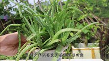 芦荟干瘪难看？问题在土壤里，土壤配好了怎么折腾都没问题
