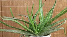 爆盆的芦荟要这么养，把握住这几个关键点离爆盆就不远了