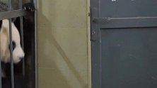 大熊猫寸步不离的抱着饲养员，真逗太可爱