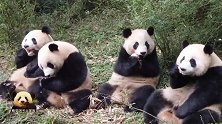 4只熊猫团子乖乖坐成一排吃苹果，萌力全开，满屏都是大写的可爱