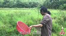 老曹和女儿到山陇里捞野虾，长不大的小虾米，油炸后炒辣椒太香了