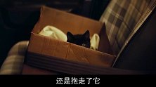 大爷收养神奇黑猫，从此人生开挂，随手中奖300万，奇幻短片