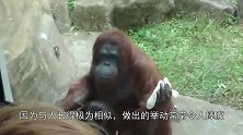 洁癖的红毛猩猩耐心拿毛巾擦玻璃，用脏了还知道换一面，令人捧腹