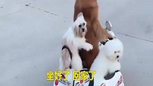 金毛轮胎开“豪车”带着伙伴去撩妹，轮胎这驾驶技术，不服都不行