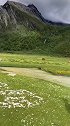 青青河边草