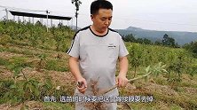 车厘子树怎样栽植易成活，方法得当才能事半功倍，一起来看看