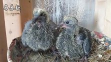 刚出生13天的2只幼鸽，猜猜今后可能会是什么羽色？
