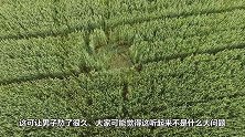农场主发现麦田被毁，狠心买下无人机查看，真相让人很无语