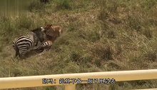 狮子锁住牛羚脖子不放，下一秒牛羚将狮子按在地上，一顿狂顶