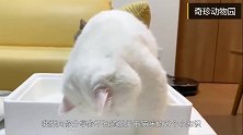 5件关于猫咪的小知识