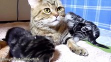好呆萌的猫妈妈啊，这瞪着大眼睛的样子，还真是可爱呢！
