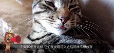 猫咪把冰面砸个洞，然后伸爪爪下去捞鱼，真聪明
