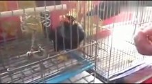 这只八哥真的很聪明，与主人对答如流，粤语说的真好