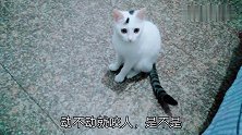 铲屎官一顿狼嚎，可算把顽皮的猫咪治住了，你也有害怕的时候啊