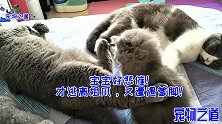 小奶猫被两只大猫夹击，狂舔公猫尾巴溜须，公猫的反应太逗了