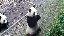 熊猫：站得那么棒的熊孩子，难道不值得你夸一夸吗！